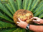Cycas revoluta - Stamm 40-60 cm [Palette]