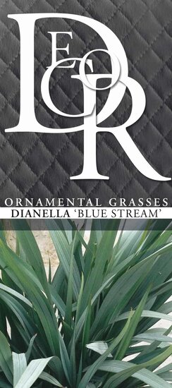 Dianella Blue Stream - Topf 5 ltr