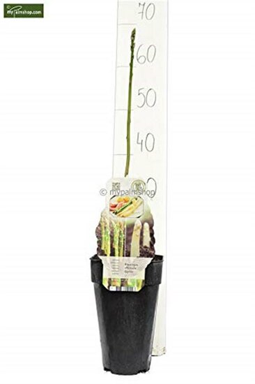Asparagus officinalis gijnlim - Gesamth&ouml;he 55-65 cm - Topf 2 ltr