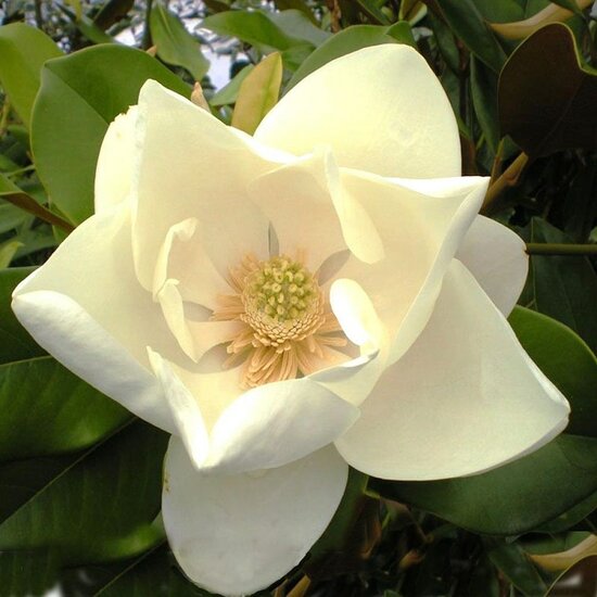 Magnolia grandiflora Nantais - Gesamth&ouml;he 60+ cm - Topf &Oslash; 22 cm