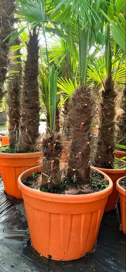 Trachycarpus fortunei Doppelstamm - Stamm A 70-100 cm - Stamm B 20-50 cm [Palette]