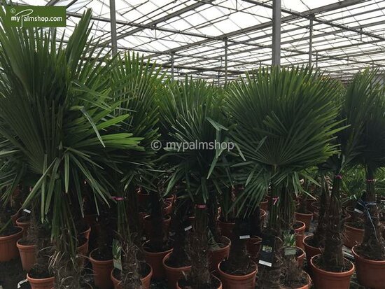 Trachycarpus fortunei - Stamm 80-90 cm - Topf &Oslash; 48 cm [Palette]
