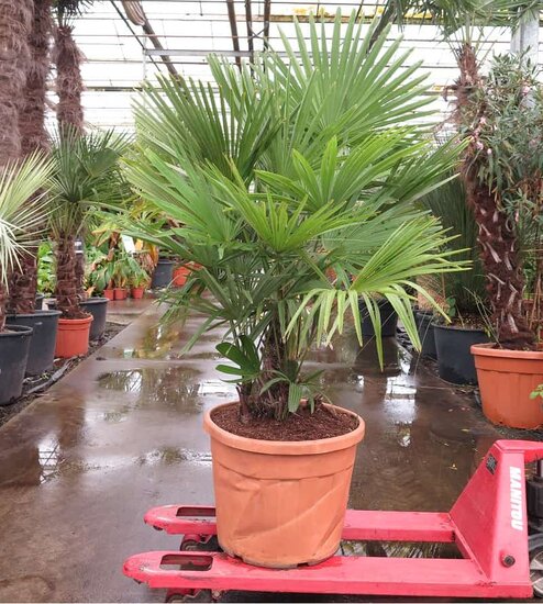 Trachycarpus fortunei Multitrunk - Gesamth&ouml;he 180+ cm - Topf &Oslash; 55 cm 70 ltr [Palette]