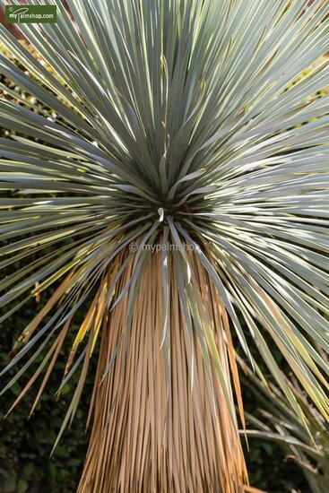 Yucca rostrata - Gesamth&ouml;he 50-70 cm - Topf 26 cm