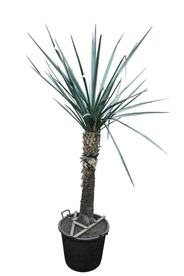 Yucca torreyi Stamm 90-100 cm [Palette]