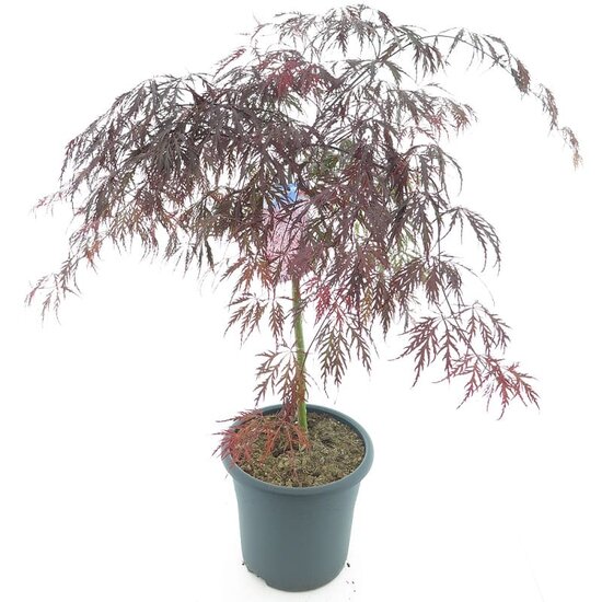 Acer palmatum Tamukeyama - Stamm 55-65 cm - Gesamth&ouml;he 110-130 cm - Topf 15 ltr