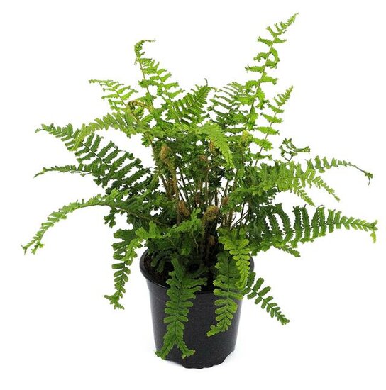 Dryopteris affinis Cristata the King - Topf 1,7 ltr