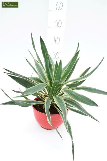 Yucca gloriosa Variegata - Gesamth&ouml;he 60-70 cm - Topf &Oslash; 26 cm
