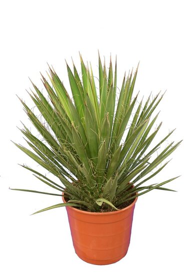 Yucca filifera - Gesamth&ouml;he 50-70 cm - Topf &Oslash; 23 cm