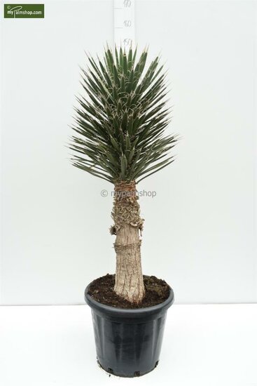 Yucca filifera - Gesamth&ouml;he 50-70 cm - Topf &Oslash; 23 cm