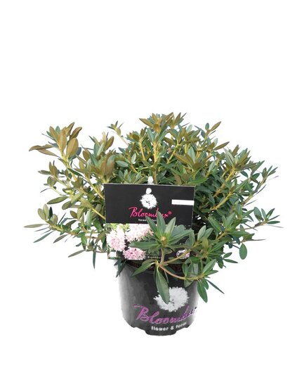 Bloombux pink - Rhododendron micranthum Inkarho - Gesamth&ouml;he 20-30 cm - Topf 0,5 ltr