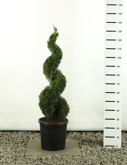 Thuja occidentalis Smaragd Spirale - Gesamth&ouml;he 100-125 cm