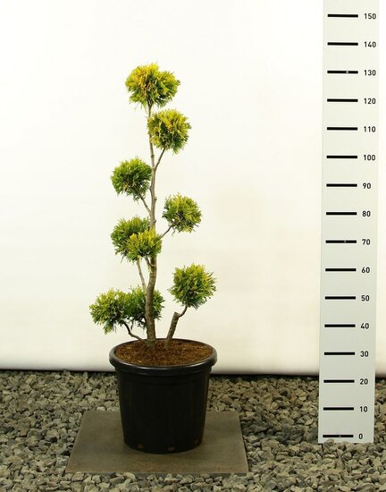 Thuja occidentalis Yellow Ribbon Multibol - Gesamth&ouml;he 80-100 cm - Topf 18 ltr