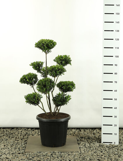 Ilex crenata Green Hedge Multiplateau extra - Gesamth&ouml;he 100-125 cm - Topf 35 ltr