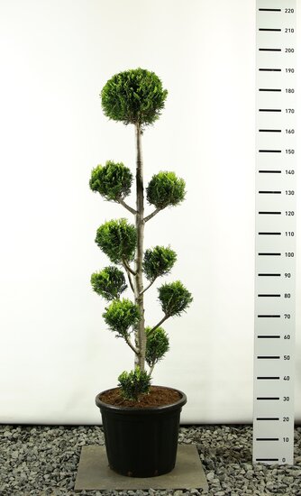 Chamaecyparis lawsoniana Ivonne Multibol extra - Gesamth&ouml;he 150-170 cm
