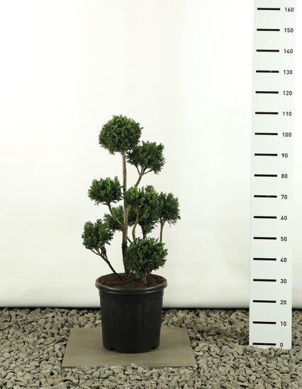 Chamaecyparis obtusa Draht Multibol - Gesamth&ouml;he 80-100 cm - Topf &Oslash; 18 cm