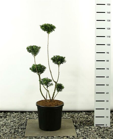 Ilex maximowicziana kanehirae multiplateau - Gesamth&ouml;he 100-125 cm - Topf 20 ltr