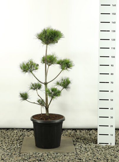 Pinus strobus Multiplateau - Gesamth&ouml;he 125-150 cm - Topf 20 ltr