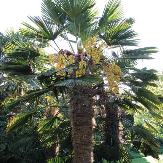 Wagnerpalm