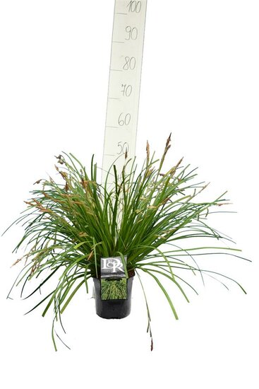 Carex Evergreen - Gesamth&ouml;he 30-40 cm - Topf 2 ltr