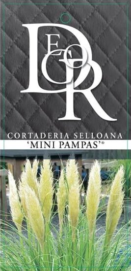 Cortaderia selloana Mini Pampas - Topf 5 ltr