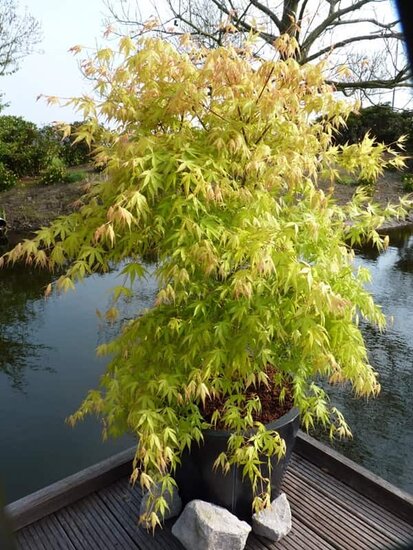 Acer palmatum Katsura Bush