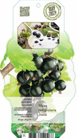 Ribes nidigrolaria Josta - topf 2 ltr