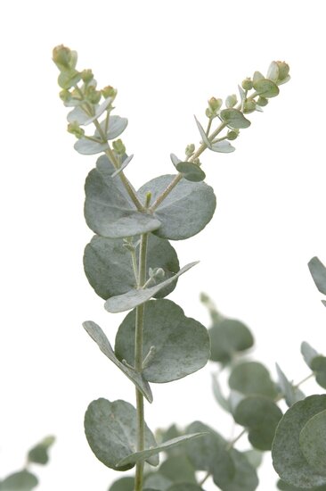 Eucalyptus gunnii Azura - Gesamth&ouml;he 40+ cm - Topf 5 ltr