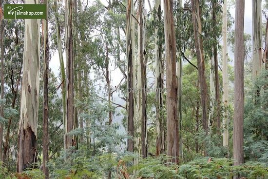 Eucalyptus gunnii Azura - Gesamth&ouml;he 40+ cm - Topf 5 ltr