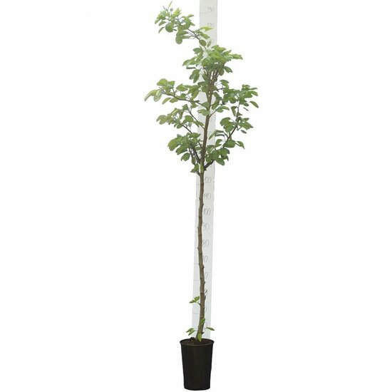Prunus dulcis - Topf &Oslash; 26 cm