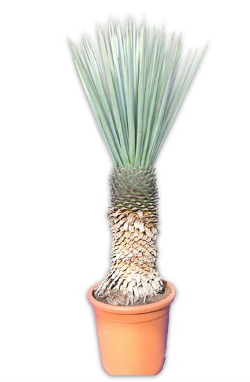 Yucca rigida - Stamm 80-90 cm [Palette]