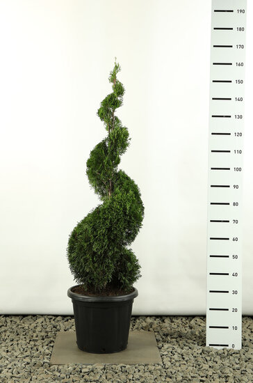 Thuja occidentalis Smaragd Spirale - Gesamth&ouml;he 150-170 cm - Topf 20 ltr [Palette]