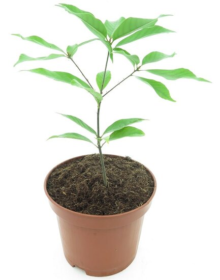Quercus glauca - Gesamth&ouml;he 40-50 cm - pot &Oslash; 19 cm