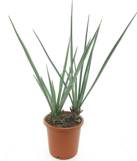 Yucca baccata multitrunk - Stamm 10-20 cm - Gesamth&ouml;he 100-120 cm - Topf &Oslash; 33 cm