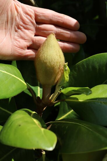 Magnolia grandiflora Francois treyve