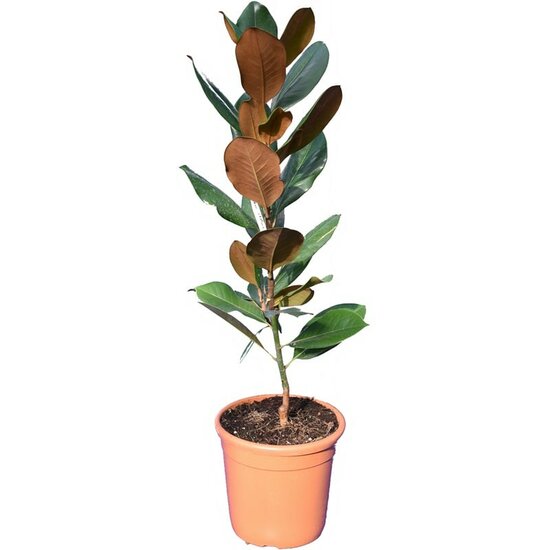 Magnolia grandiflora Gallisoniensis - Topf &Oslash; 26 cm