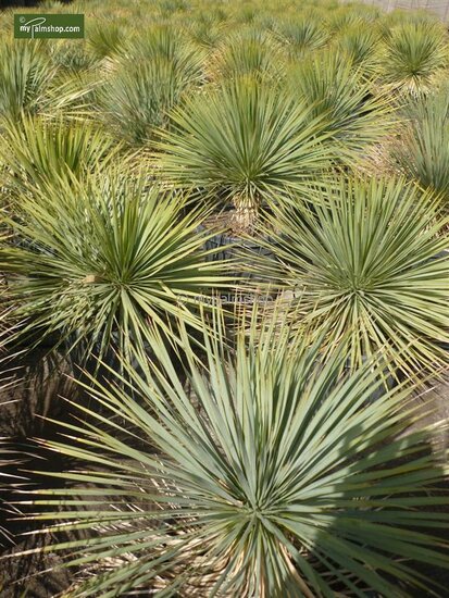 Yucca rostrata - Gesamth&ouml;he 120-140 cm - Topf 45 ltr [Palette]