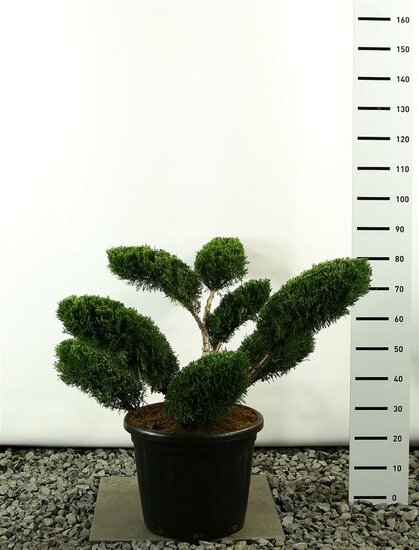 Juniperus media Mint Julep Multiplateau - Gesamth&ouml;he 80-100 cm - Topf 20 ltr [Palette]