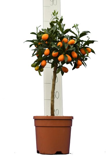Citrus kumquat - Topf &Oslash; 24 cm