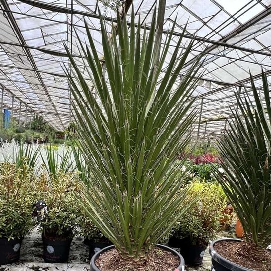 Yucca filifera - Stamm 60-80 cm [Palette]