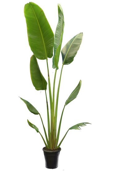 Ravenala madagascariensis - geschnitten - pot &Oslash; 28 cm