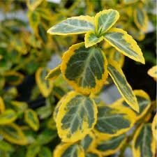 Euonymus fortunei Emerald &#039;n Gold - Topf 0,5 ltr