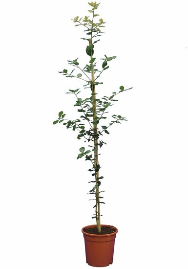 Quercus ilex - Topf &Oslash; 21 cm