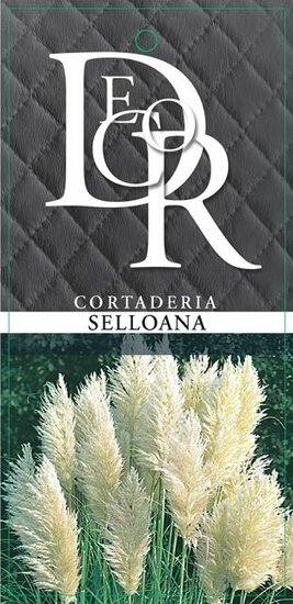 Cortaderia selloana - Gesamth&ouml;he 40-50 cm - Topf 2 ltr