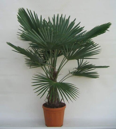 Trachycarpus fortunei -  Stamm 25-30 cm - Gesamth&ouml;he 120-140 cm - Topf &Oslash; 31 cm