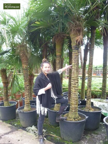 Trachycarpus fortunei -  Stamm 25-30 cm - Gesamth&ouml;he 120-140 cm - Topf &Oslash; 31 cm