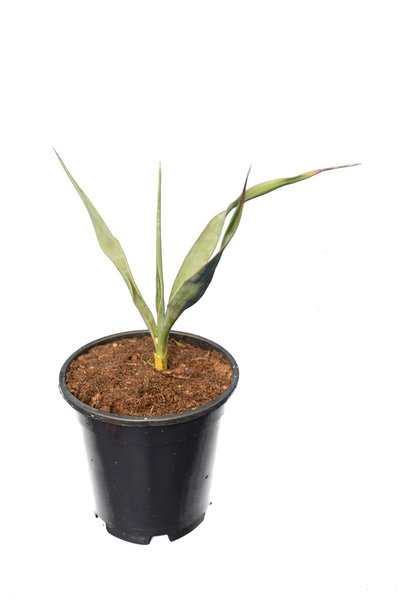Yucca rupicola - Topf 15 cm