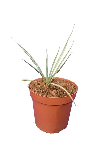 Yucca thompsoniana - Topf Ø 14 cm