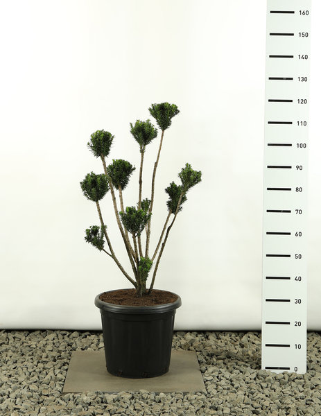 Taxus media Hillii Multibol - Gesamthöhe 80-100 cm - Topf 20 ltr