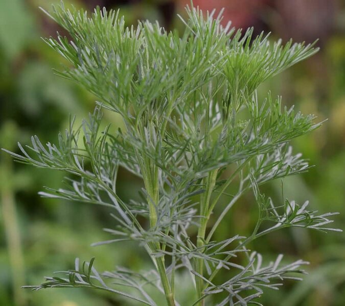Artemisia abrotanum Cola - Topf Ø 15 cm
